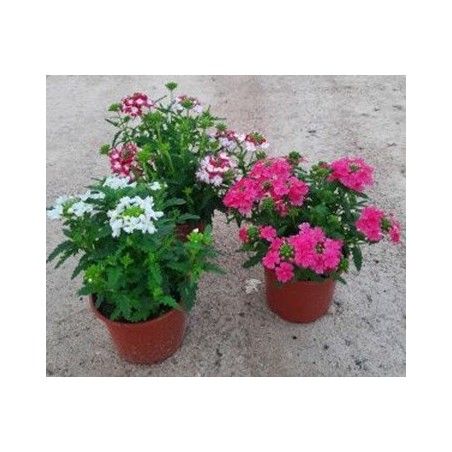 VERBENA VARIOS COLORES MACETA 12CM