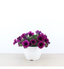 PETUNIA BOLA VARIOS COLORES MACETA 13CM