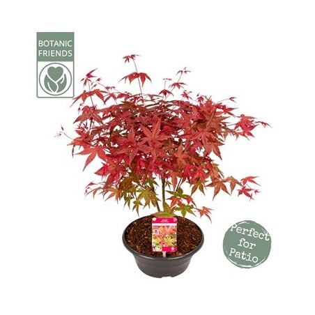 ACER PALMATUM BENI MAIKO TARRINA 23CM
