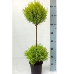 CIPRES AMARILLO WILMA DOBLE BOLA 70CM MACETA 17CM