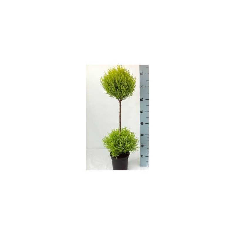 CIPRES AMARILLO WILMA DOBLE BOLA 70CM MACETA 17CM