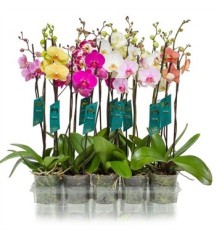 ORQUIDEA 2VARAS PROMISE M12