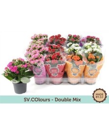 KALANCHOE ROSALINA ALTO 10CM Y MACETA 10,5CM