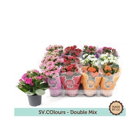 KALANCHOE ROSALINA ALTO 10CM Y MACETA 10,5CM