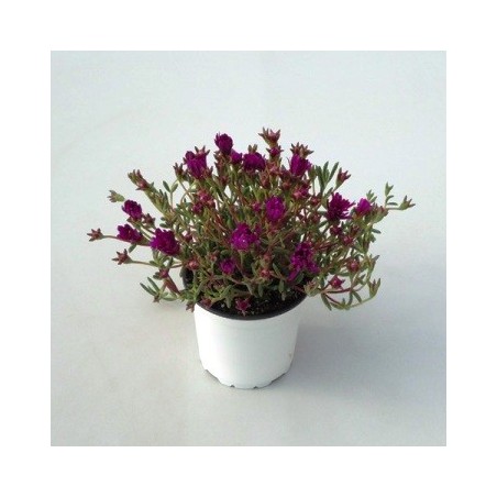 UÑA DE GATO MACETA13CM FLOR TODO EL AÑO