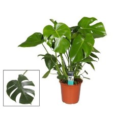 MONSTERA DELICIOSA ALTO 50CM Y MACETA 17CM