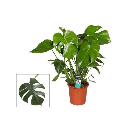MONSTERA DELICIOSA ALTO 50CM Y MACETA 17CM