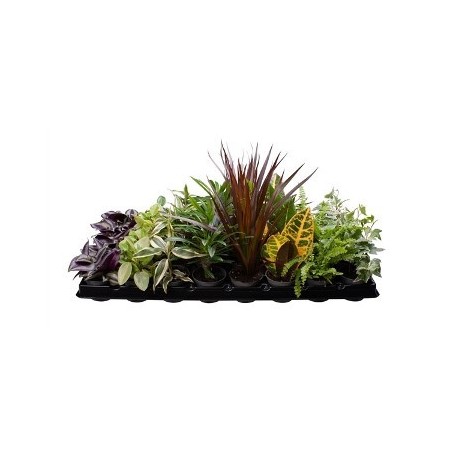 PLANTA INTERIOR MIX MACETA 11CM