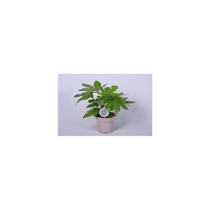 ARALIA JAPONICA ALTURA 40-50CM Y MACETA 17CM