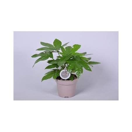 ARALIA JAPONICA ALTURA 40-50CM Y MACETA 17CM