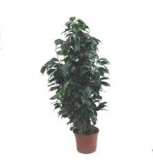 FICUS DANIELLE 90CM DE ALTURA MACETA 17CM