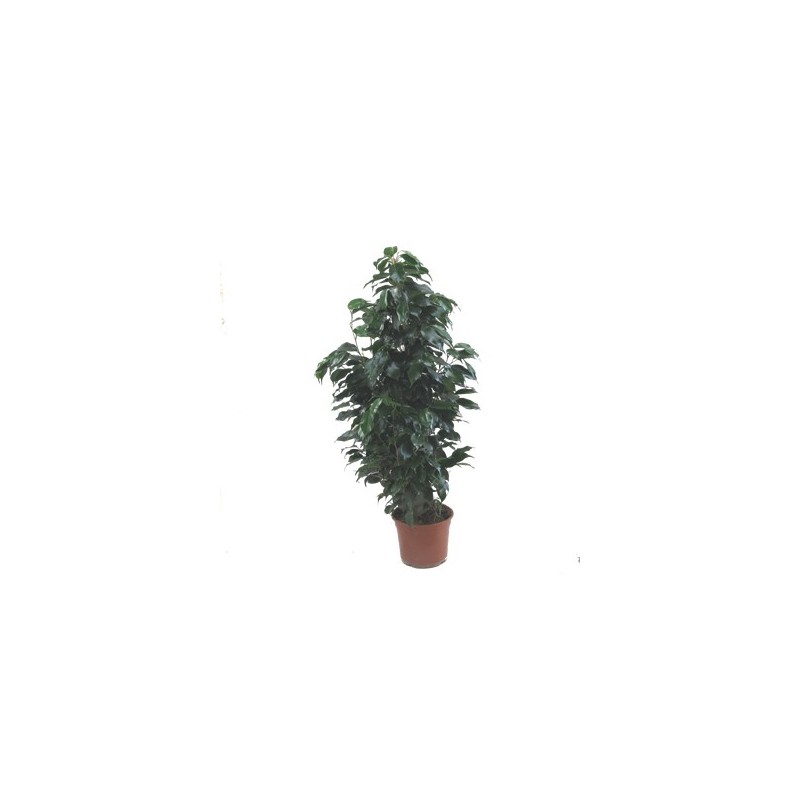 FICUS DANIELLE 90CM DE ALTURA MACETA 17CM