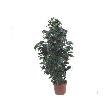 FICUS DANIELLE 90CM DE ALTURA MACETA 17CM
