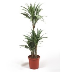 DRACENA DEREMENSIS ALTO TRONCOS 120/90/60/30CM M25