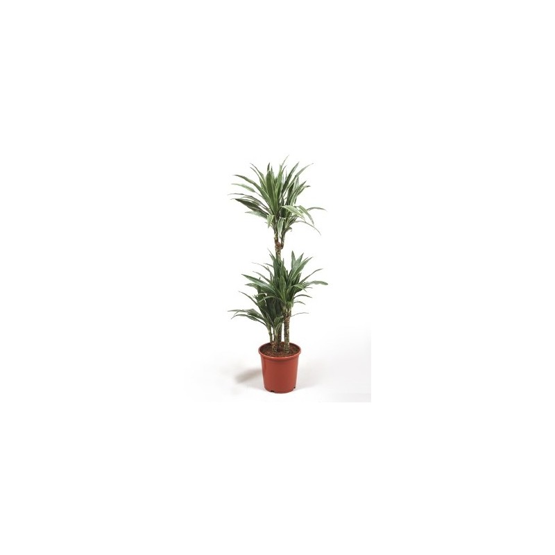 DRACENA DEREMENSIS ALTO TRONCOS 120/90/60/30CM M25
