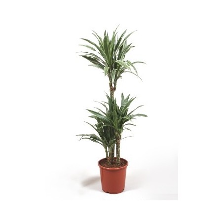 DRACENA DEREMENSIS ALTO TRONCOS 120/90/60/30CM M25