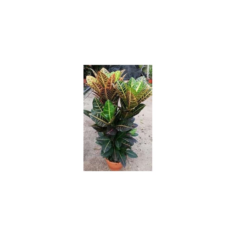 CROTON MAMEY GRUPO C20CM