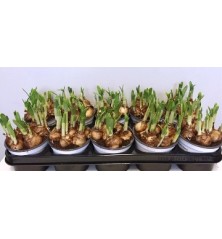 NARCISO MIX EXTRA MACETA 9CM