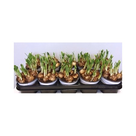 NARCISO MIX EXTRA MACETA 9CM