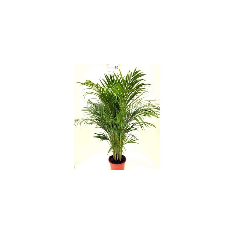 ARECA 110CM ALTURA TOTAL CON MACETA 21CM