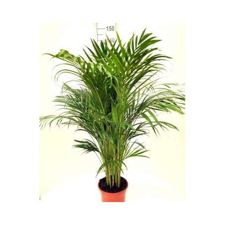 ARECA 110CM ALTURA TOTAL CON MACETA 21CM