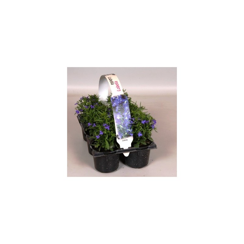 LOBELIA ERINUS PACK DE 6UDS