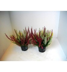 CALLUNA GARDEN GIRLS BICOLOR ALTO 20CM Y MACETA 13