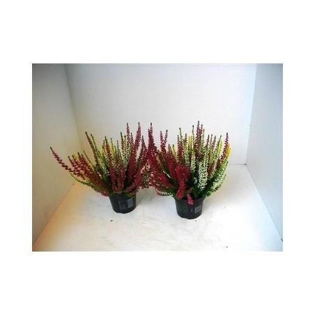 CALLUNA GARDEN GIRLS BICOLOR ALTO 20CM Y MACETA 13