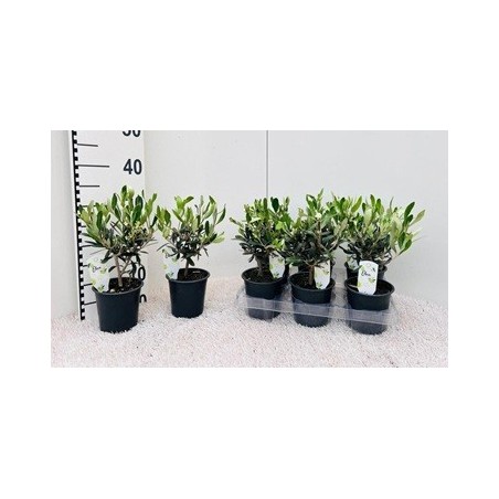 OLIVO PREBONSAI COPA MACETA12CM