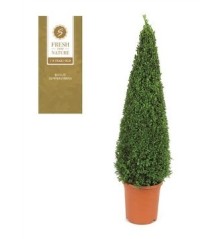 BOJ PIRAMIDAL ALTO 50/60 MACETA 23CM