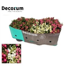GAULTHERIA PERNETTHYA MIX MACETA 10,5CM