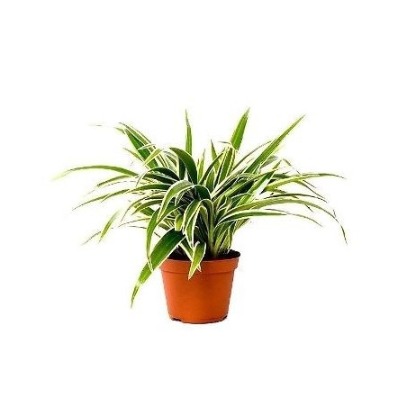 CLOROPHYTUM CINTA COLGANTE MACETA 15CM