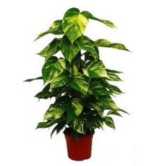 POTHO TUTOR ALTURA 80 CM DE ALTURA Y MACETA 17CM