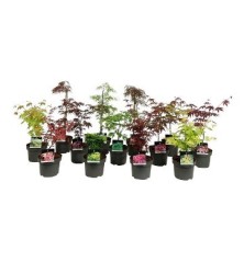 ACER PALMATUM MEZCLA DE VARIEDADES MACETA 23CM