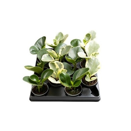 PEPEROMIA OBTUSIFOLIA MINI MIX MACETA 6CM