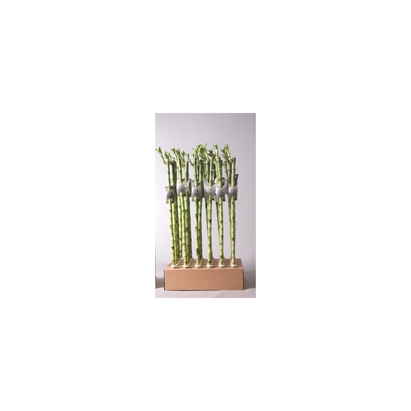 BAMBU SUERTE 60 CM