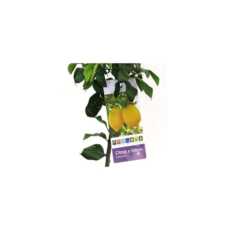 LIMONERO MACETA 25CM