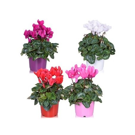 CYCLAMEN ALLURE MIX MACETA 12CM