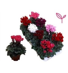 CYCLAMEN MINI MACETA 11CM