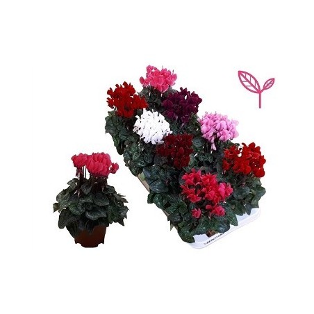 CYCLAMEN MINI MACETA 11CM