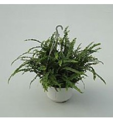 HELECHO CORDIFOLIA DUFFI 1,5L