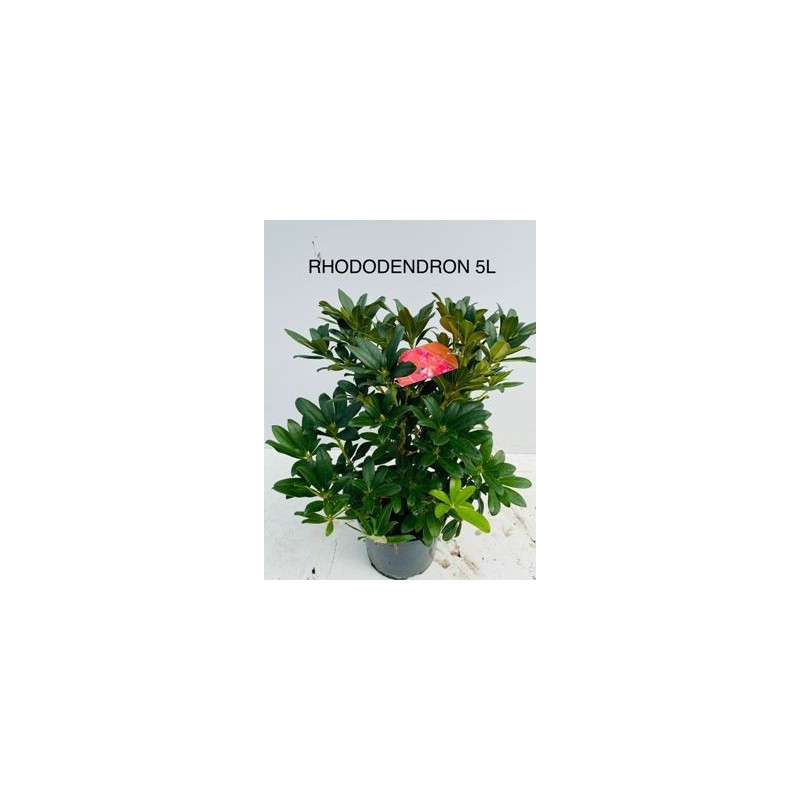 RODODENDRO HIBRIDO ALTO 40/60 Y MACETA 5L