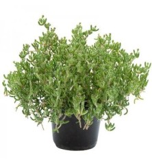 UÑA DE GATO PENDULIN M13