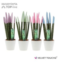 SANSEVIERA SPAGUETI VELVET CON MACETA CERAMICA 8CM