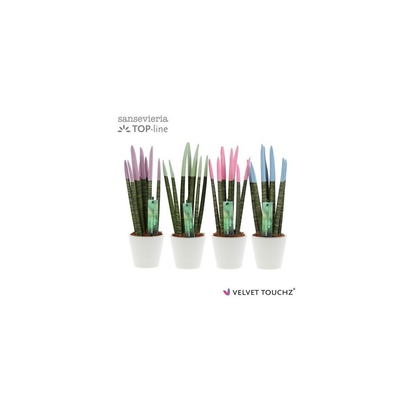 SANSEVIERA SPAGUETI VELVET CON MACETA CERAMICA 8CM