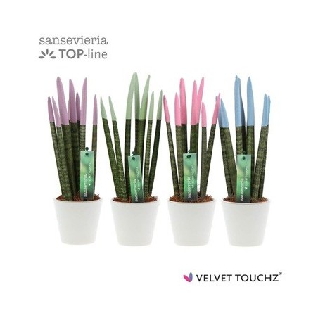 SANSEVIERA SPAGUETI VELVET CON MACETA CERAMICA 8CM