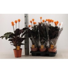 CALATHEA CROCATA ALTO 30CM Y MACETA14CM