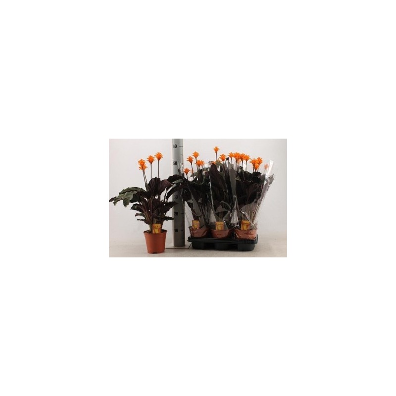 CALATHEA CROCATA ALTO 30CM Y MACETA14CM