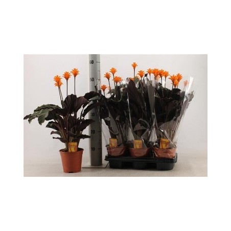 CALATHEA CROCATA ALTO 30CM Y MACETA14CM