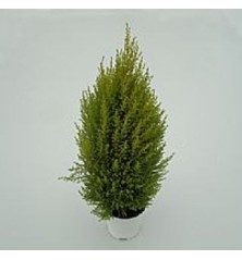 JARDINERA COPAN 80CM IMPRUNETA